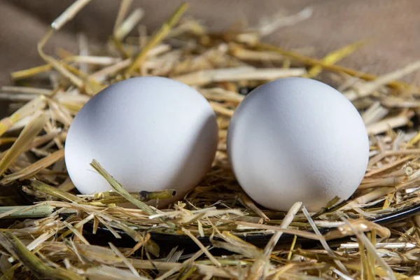 Servizi Fotografici Dell Uovo Con Luci Contratti — Foto Stock