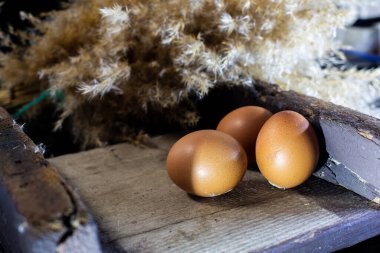 Yumurtanın ışık ve kontrastlı fotoğrafları.