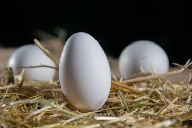 Yumurtanın ışık ve kontrastlı fotoğrafları.