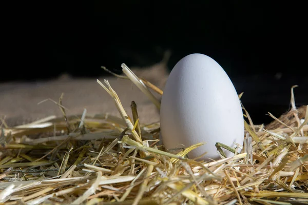 Servizi Fotografici Dell Uovo Con Luci Contratti — Foto Stock