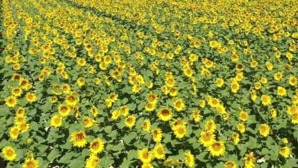 太陽に面したひまわり植物のカラフルな景色 — ストック動画
