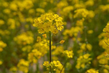 Kanola tecavüz tarım çiçeği 