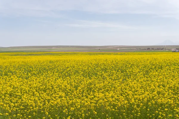 Канола Зґвалтування Сільське Господарство Квітка — стокове фото