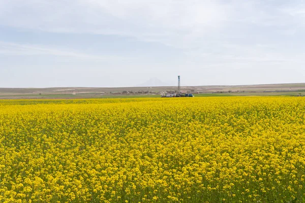 Канола Зґвалтування Сільське Господарство Квітка — стокове фото