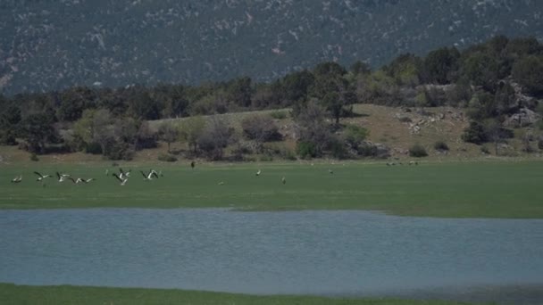 Schöne Aussicht Auf Störche Die See Füttern — Stockvideo