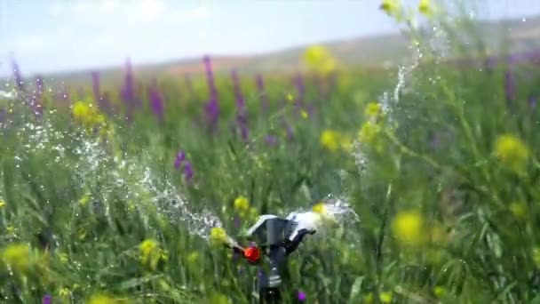 Image Irrigation Systems Agricultural Lands — ストック動画
