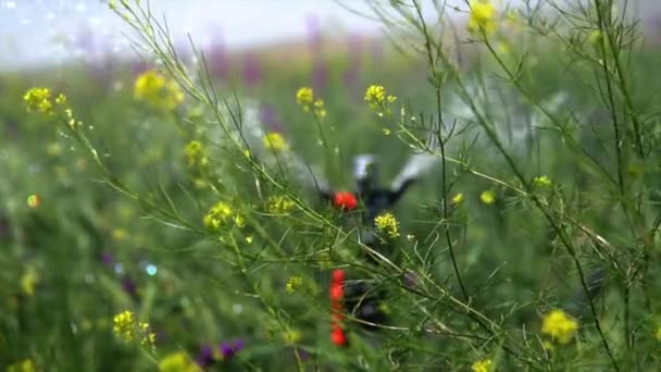 Mezőgazdasági Földterületek Öntözőrendszereinek Képe — Stock videók