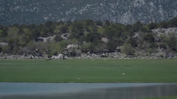 Όμορφη Θέα Των Πελαργών Σίτιση Από Λίμνη — Αρχείο Βίντεο