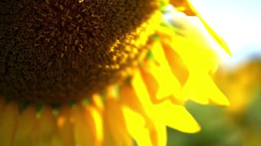 Güneşe bakan ayçiçeği bitkilerinin renkli manzarası