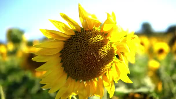 Kolorowy Widok Roślin Słonecznika Widokiem Słońce — Wideo stockowe