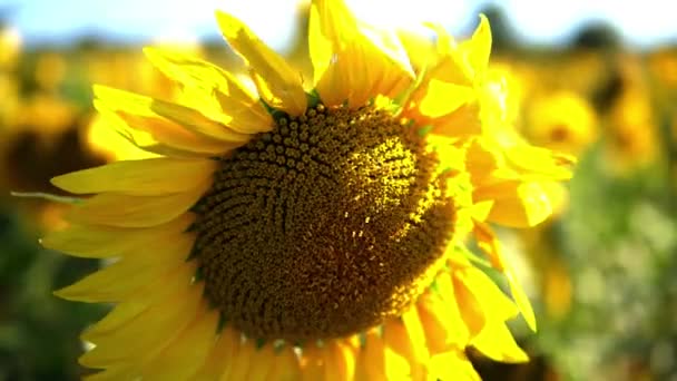 Farbenfrohe Ansicht Von Sonnenblumenpflanzen Mit Blick Auf Die Sonne — Stockvideo