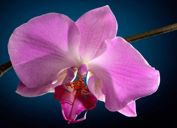 Mavi Bir Arka Plan Üzerinde Mor Orkide Telifsiz Stok Fotoğraflar
