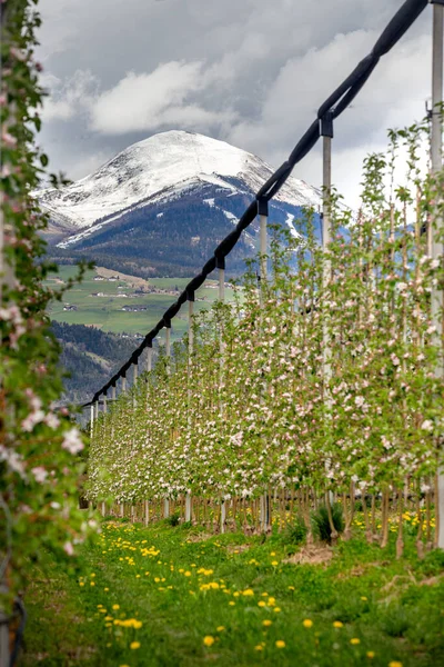 Apple Garden Front Alps Mountains Εικόνα Αρχείου