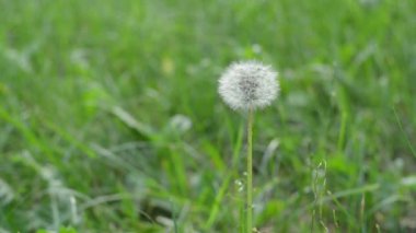 Yeşil çimenlerin üzerinde beyaz karahindiba