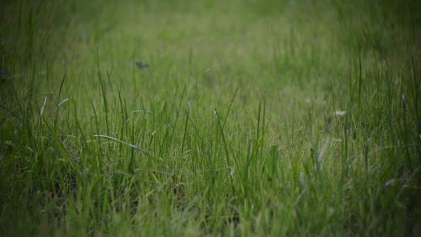 Луг із зеленої трави — стокове відео