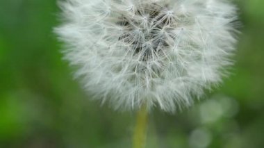 karahindiba yakın çekim