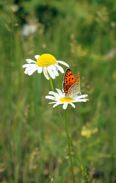 Красивые бабочки — стоковое фото