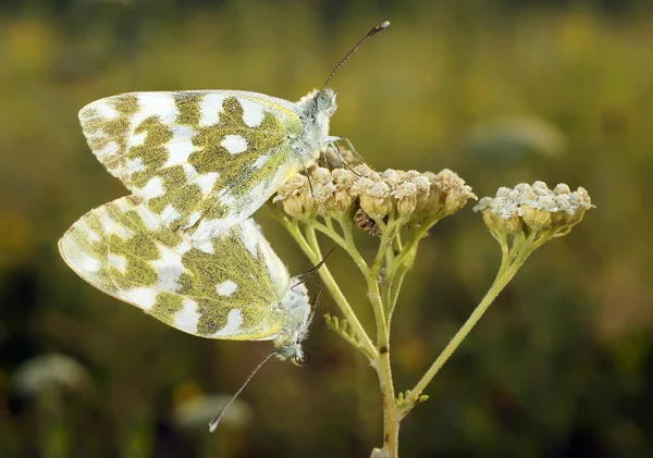 Butterflies — Stock Photo, Image