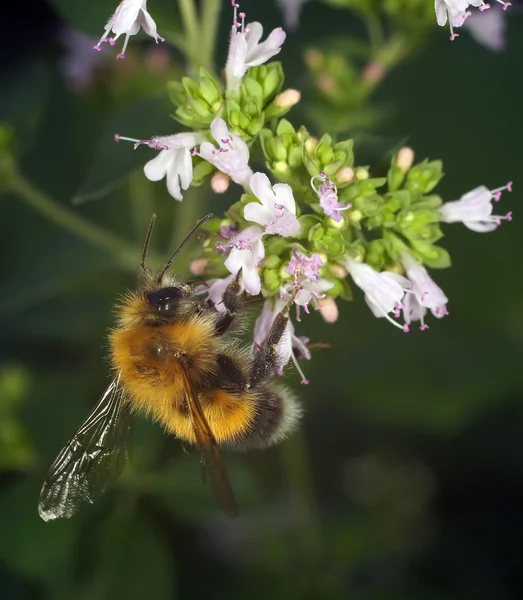 Hommel — Stockfoto