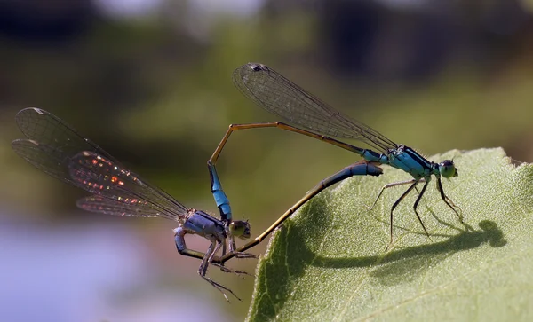 Libelle — Stockfoto