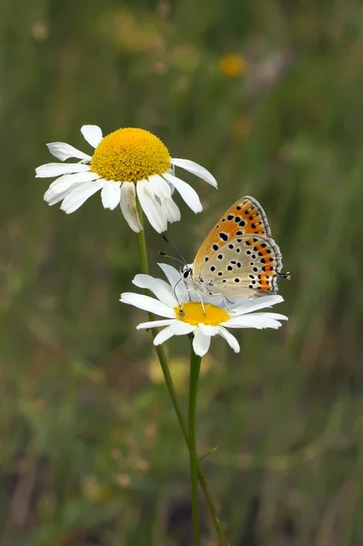 Prachtige vlinder — Stockfoto