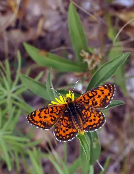 Beautiful butterfly — Stock Photo, Image