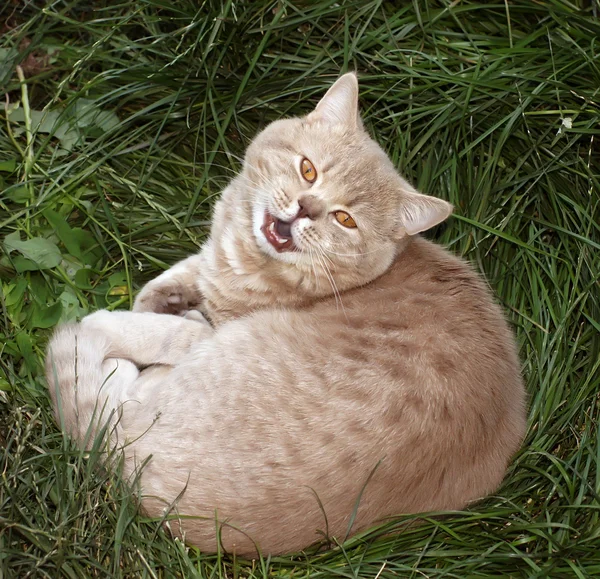 Bellissimo gatto — Foto Stock