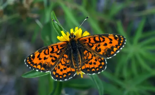 Hermosa mariposa — Foto de Stock