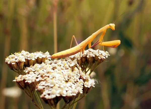 Insecten — Stockfoto