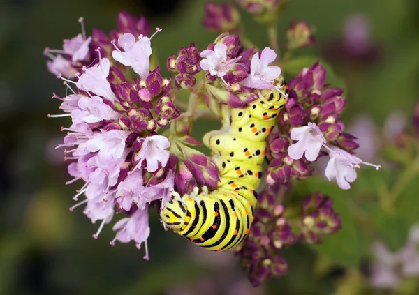 Hermosa mariposa Fotos de stock libres de derechos