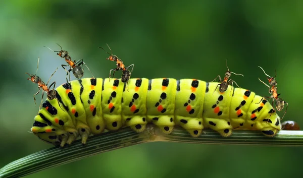 Ants with a caterpillar Stock Image