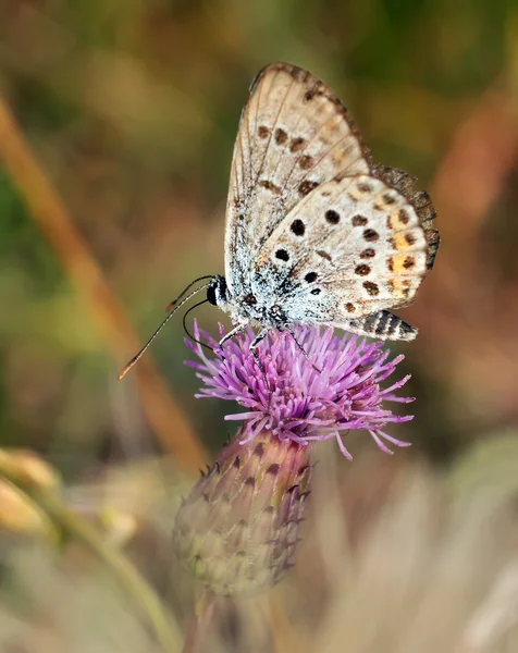 Красивая бабочка — стоковое фото