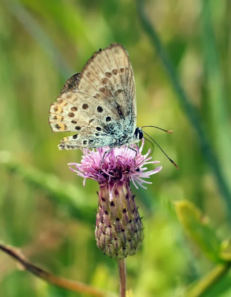 Hermosa mariposa — Foto de Stock