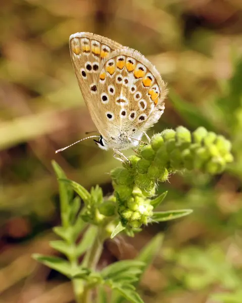 Hermosa mariposa — Foto de Stock