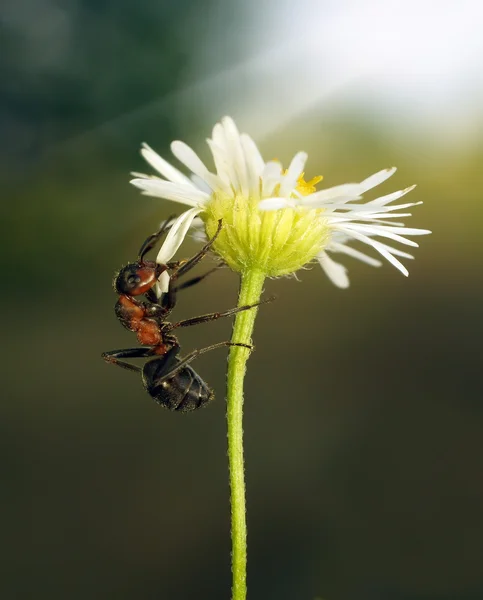 Mieren — Stockfoto