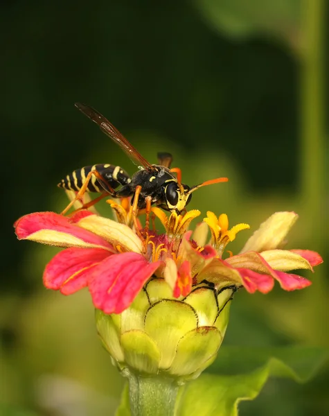 Insecten — Stockfoto