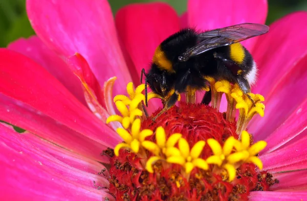 Insekter Stockfoto