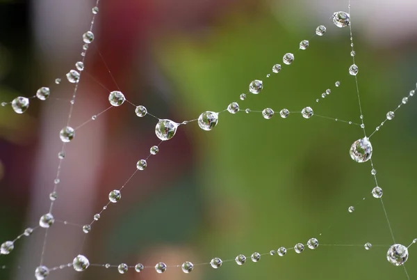 Dewdrops with reflection — Stock Photo, Image