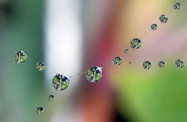 Gotas de rocío con reflexión — Foto de Stock