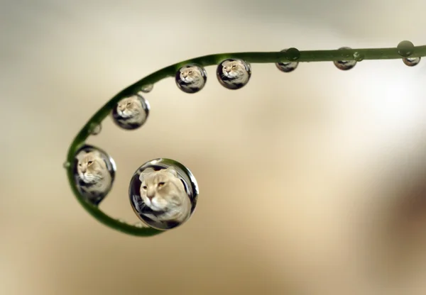 Dewdrops with reflection — Stock Photo, Image