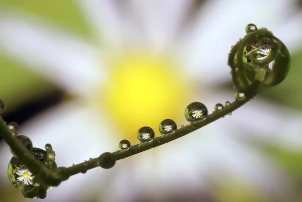 Dauwdruppels met reflectie — Stockfoto