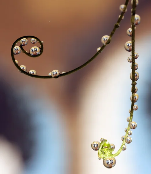 Dewdrops with reflection — Stock Photo, Image