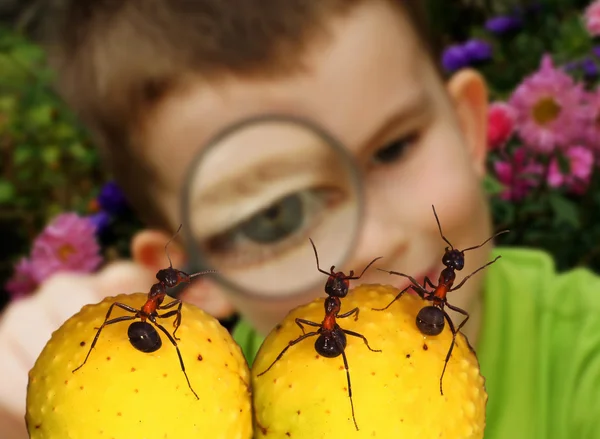 Jonge natuuronderzoeker Stockfoto