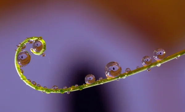 Drops — Stock Photo, Image