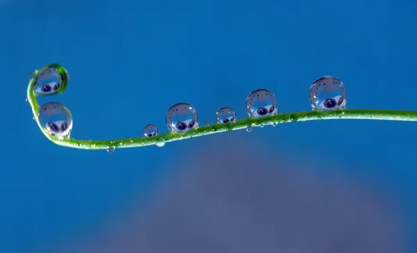 Drops — Stock Photo, Image