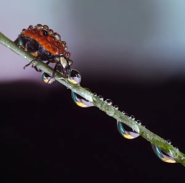 Ladybug — Stock Photo, Image