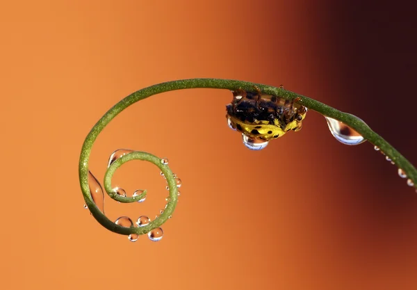 Mariquita. — Foto de Stock