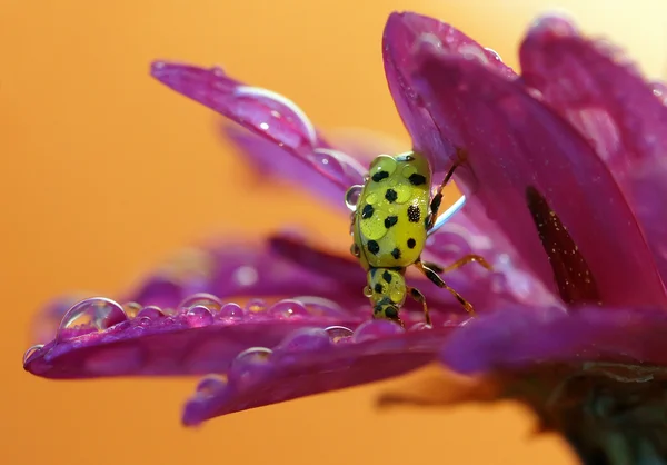 Lieveheersbeestje — Stockfoto