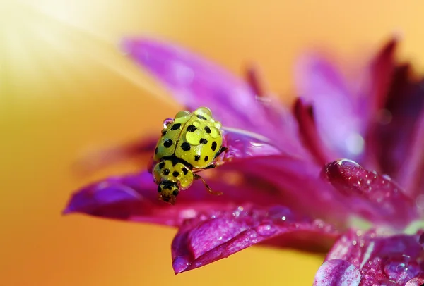 Lieveheersbeestje — Stockfoto