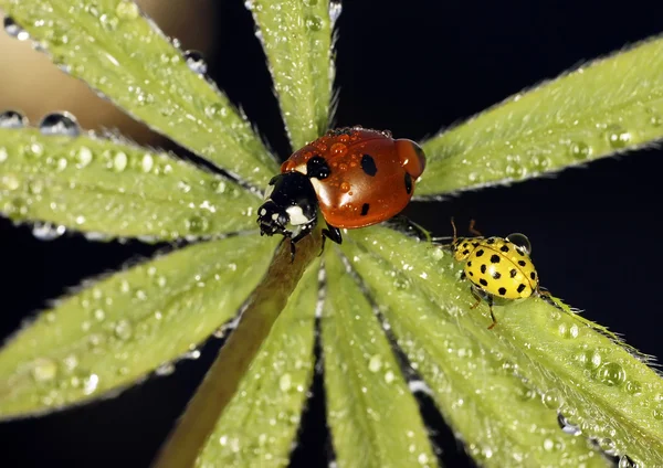 Lieveheersbeestje — Stockfoto